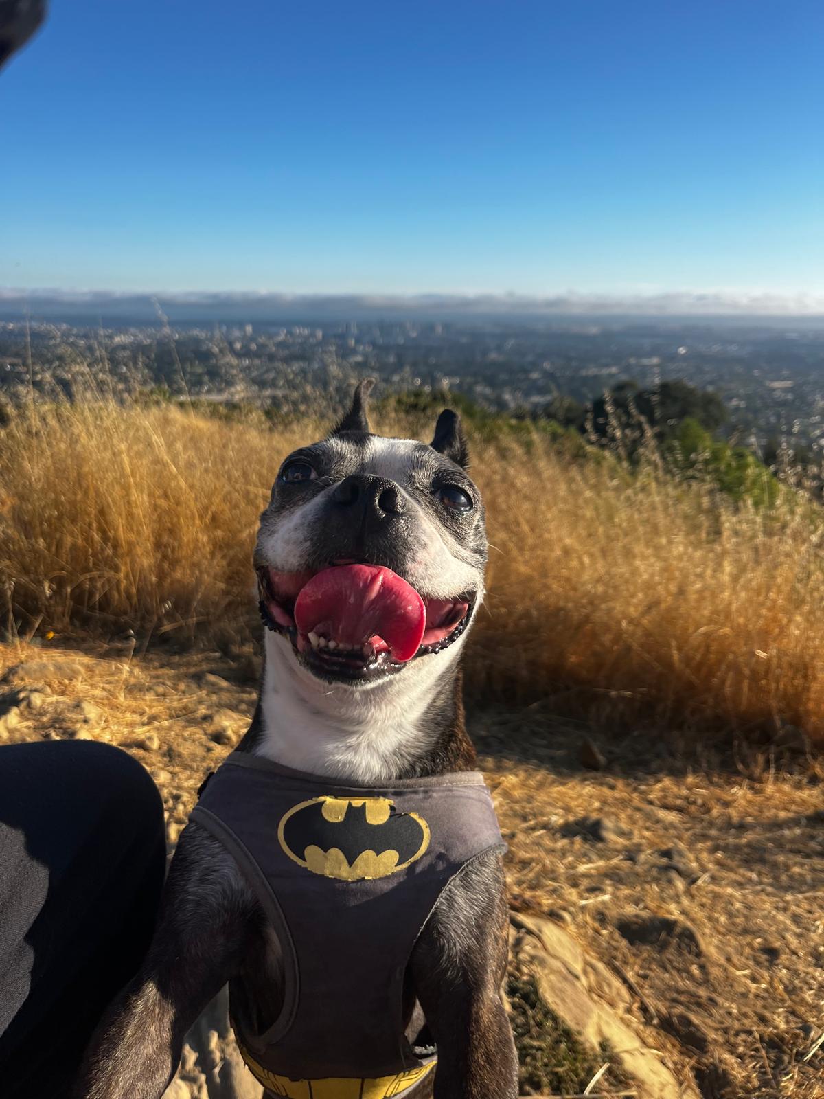 Ben the Boston Terrier